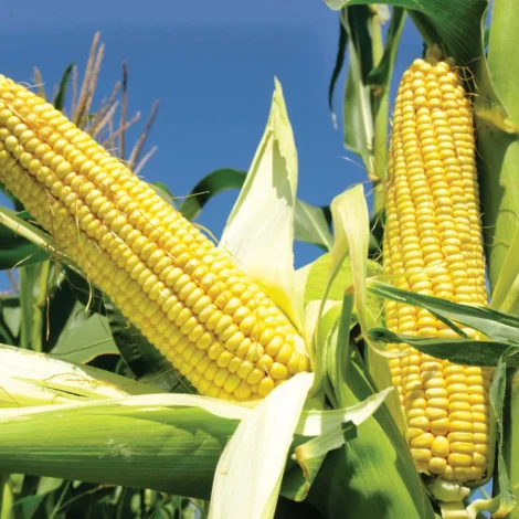 HY. SWEET CORN - OXYGENS CORN 2266